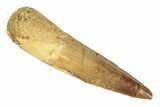 Fossil Spinosaurus Tooth - Real Dinosaur Tooth #268305-1